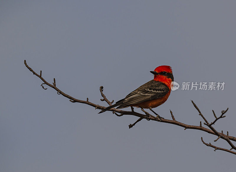 朱红色捕蝇鸟，Pyrocephalus obscurus，是一种小型雀形鸟，属于暴君捕蝇鸟家族，遍布南美洲和北美南部。下加利福尼亚南部，墨西哥。